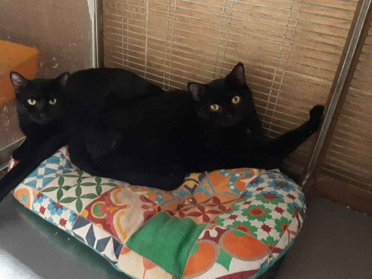 Adotta un gatto, maschio, 2 anni  e 1 mese, Milano