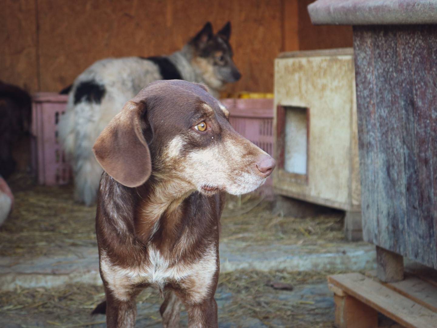 Foto dell'animale