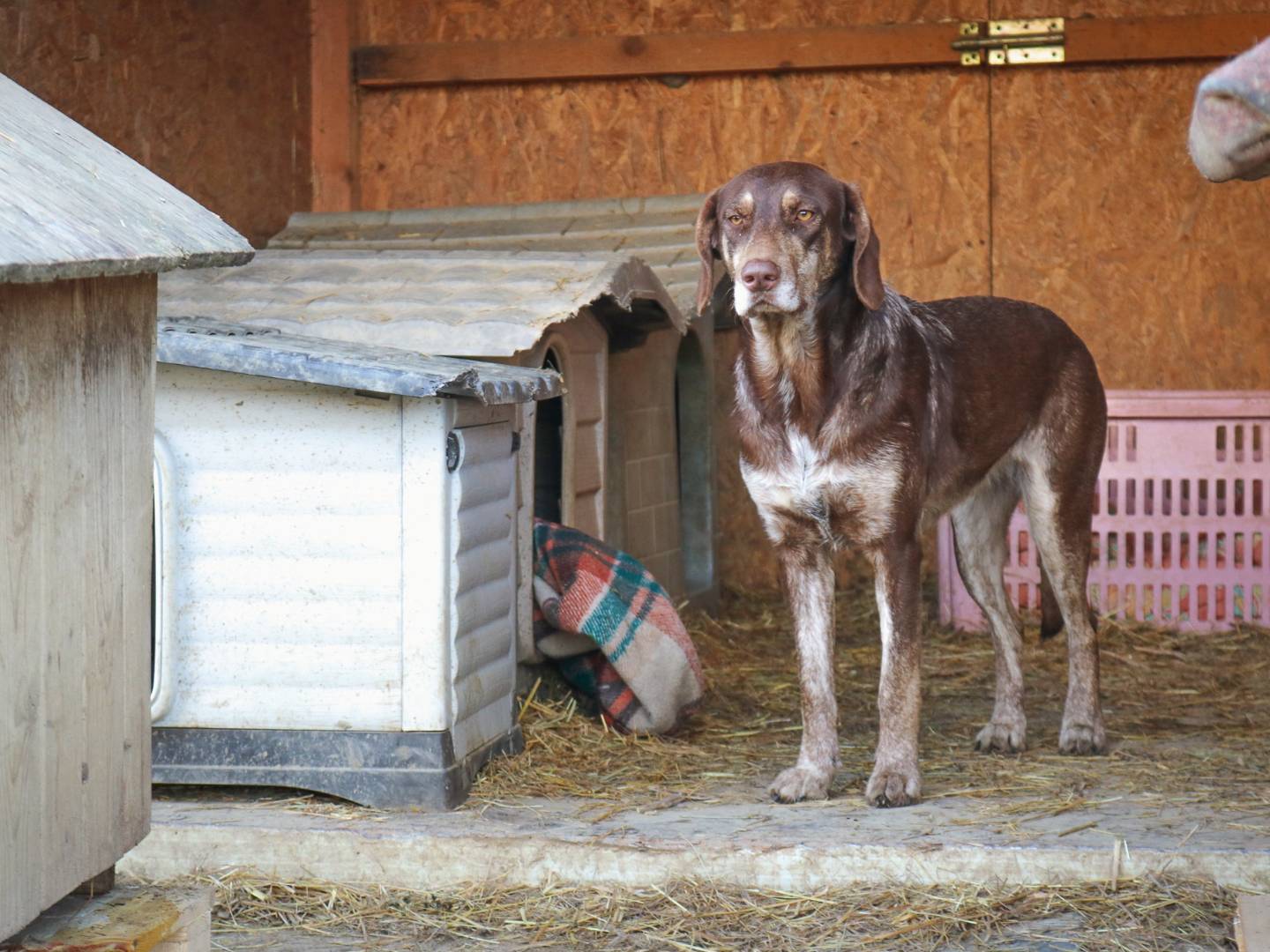 Adotta un cane, femmina, 5 anni  e 2 mesi , Pisa