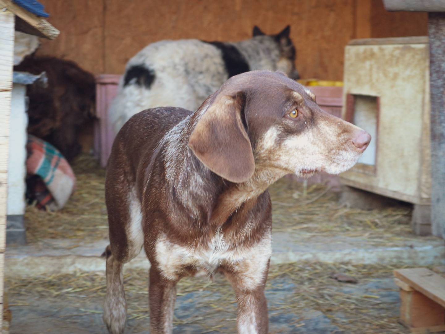 Vuoi adottare un cane a Pisa?