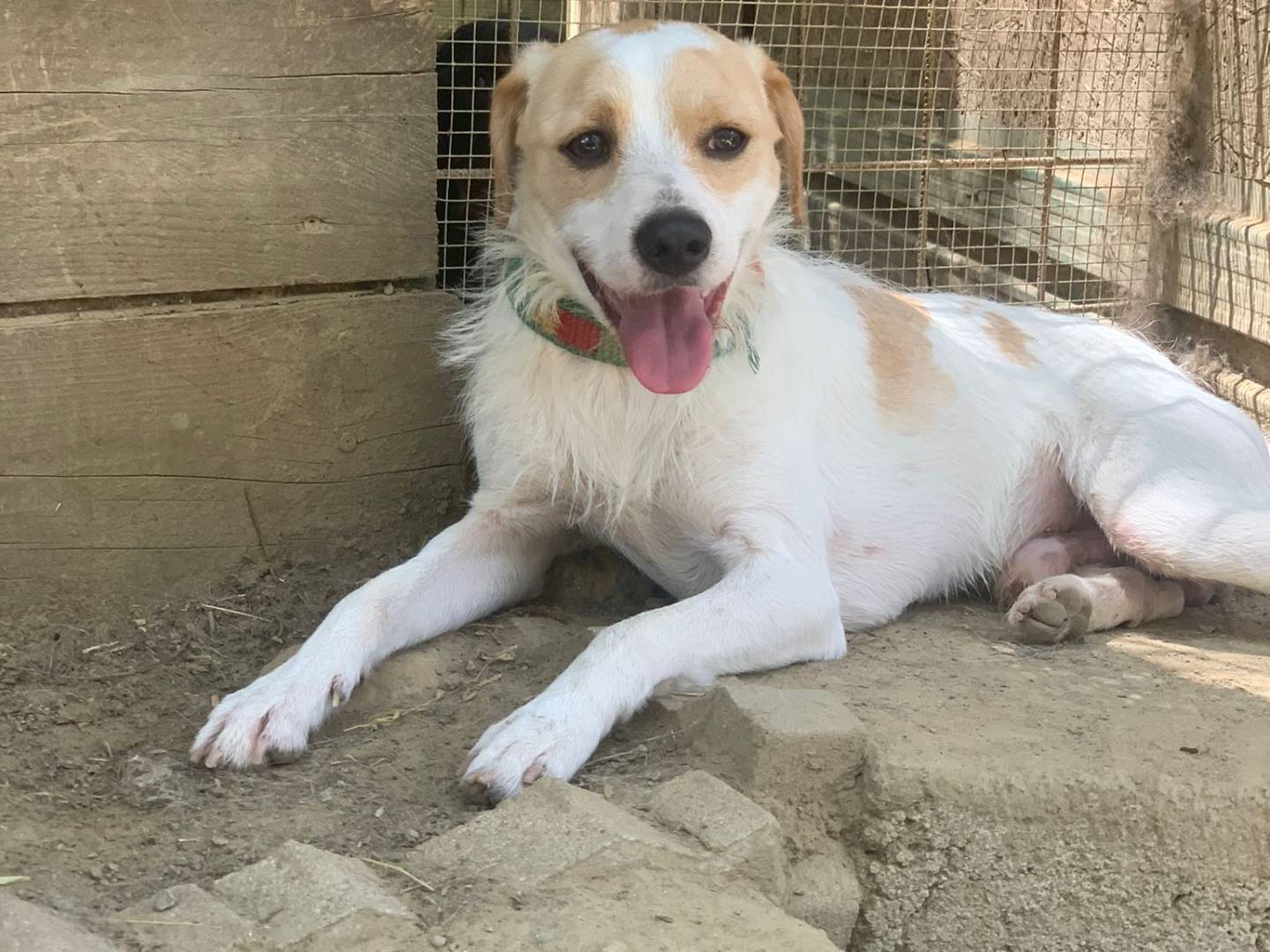 Adotta un cane, maschio, 4 anni  e 8 mesi , Pisa
