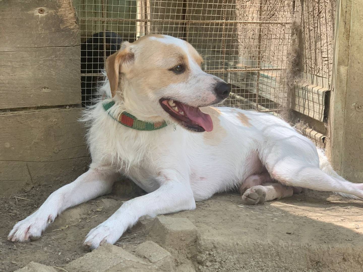 Adotta un cane, taglia piccola, maschio, Pisa