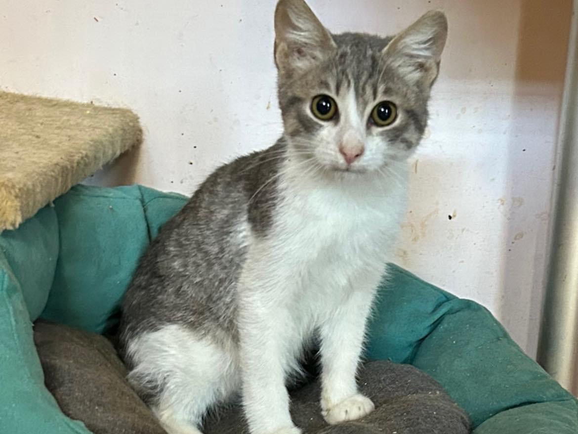 Adozione gatto, maschio, meticcio, 2 anni e 1 mese, taglia non valida, Napoli