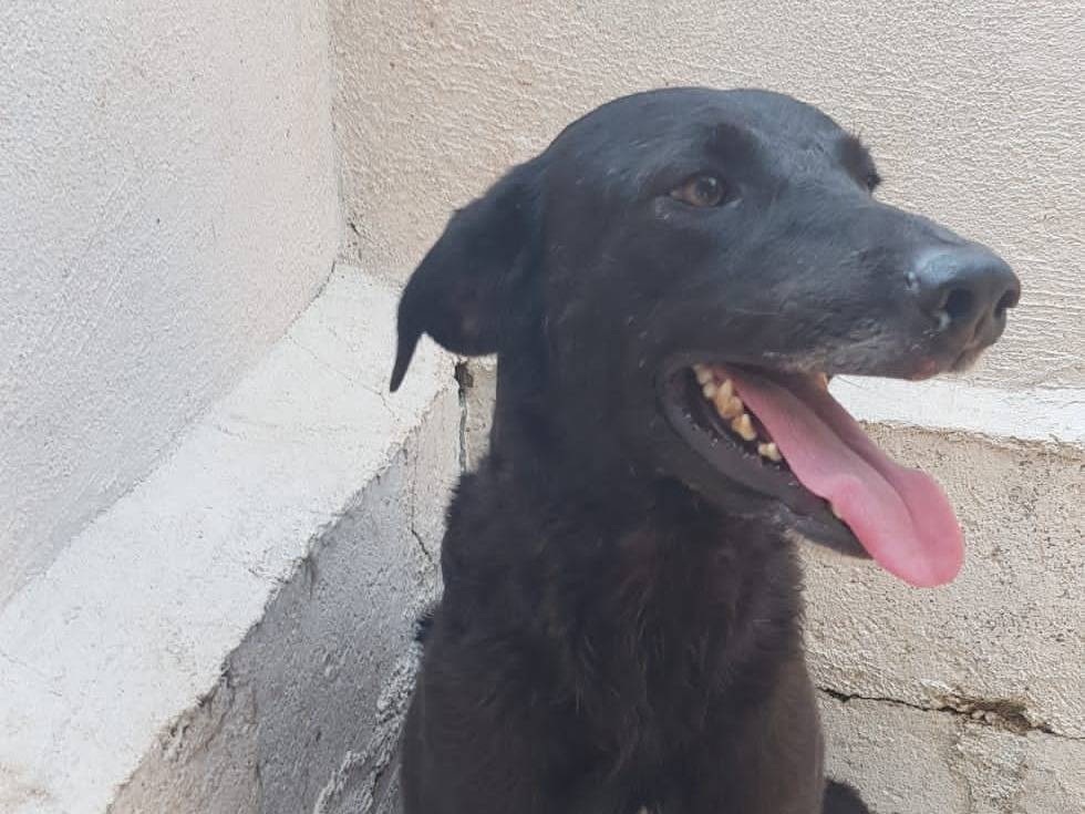 Adotta un cane, femmina, 4 anni  e 3 mesi , Crotone