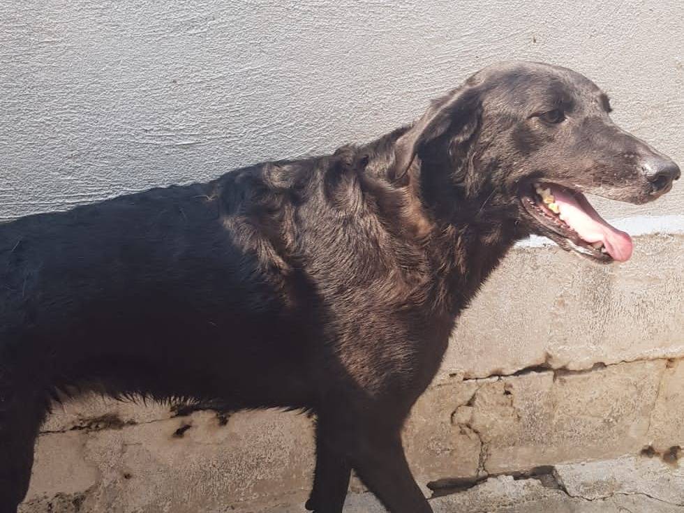 Adotta un cane, taglia media, femmina, Crotone