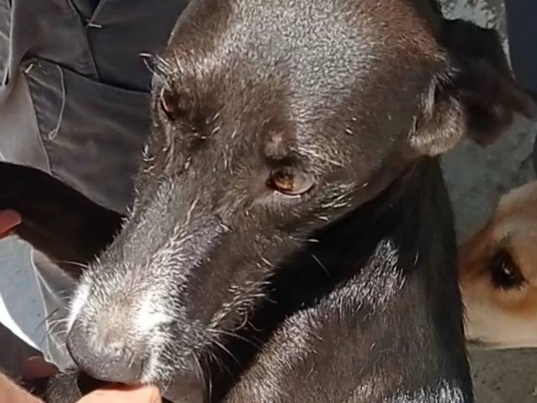 Adotta un cane, maschio, 3 anni  e 11 mesi , Crotone