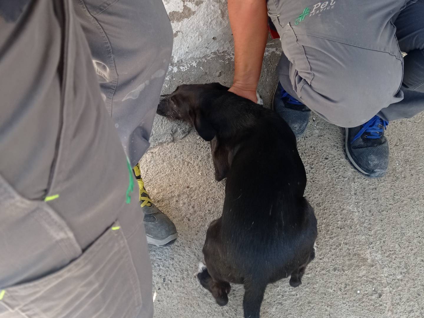 Vuoi adottare un cane a Crotone?