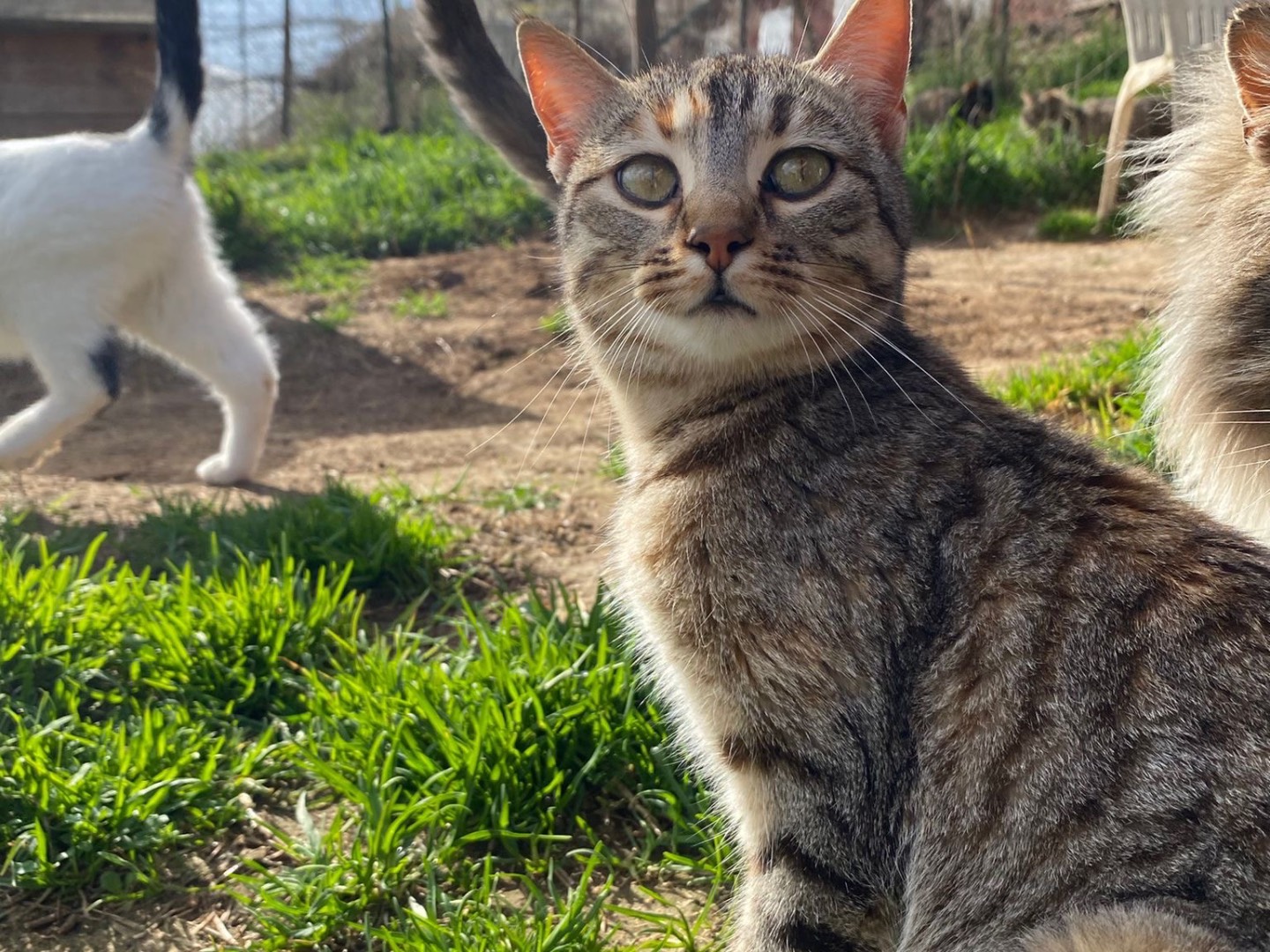 Foto dell'animale