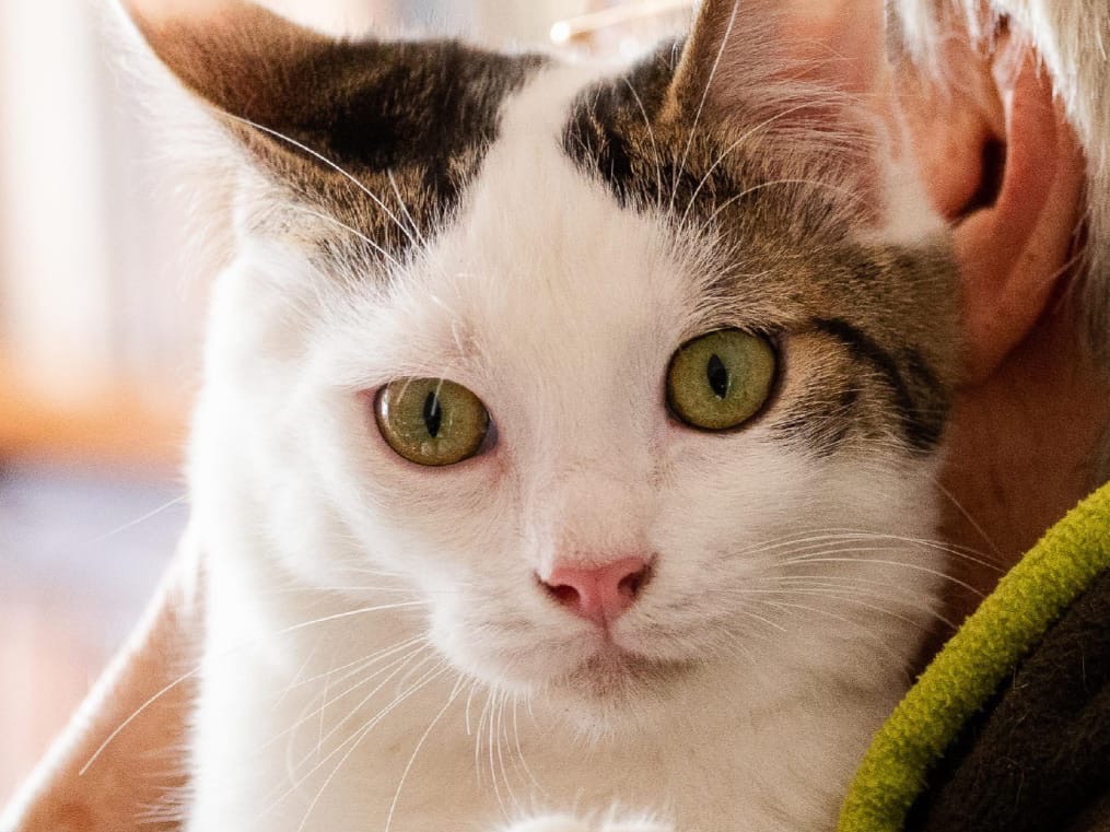 Adotta un gatto, maschio, 2 anni e 3 mesi, Roma