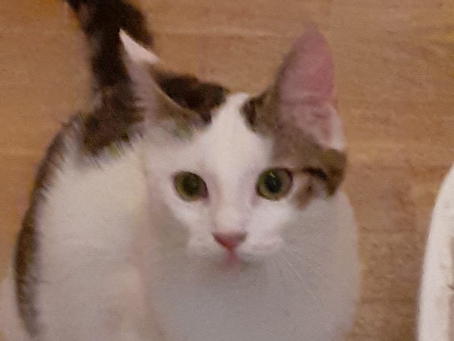 Adotta un gatto, taglia piccola, maschio, Roma