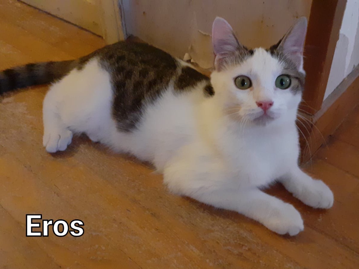 Vuoi adottare un gatto a Roma?