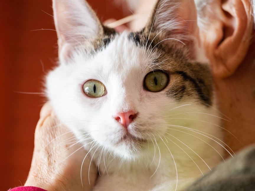 Adotta il gatto Eros a Roma