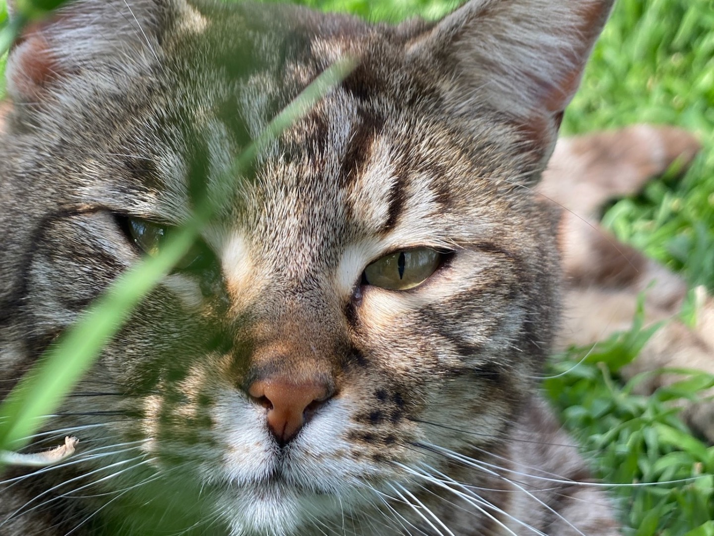Foto dell'animale