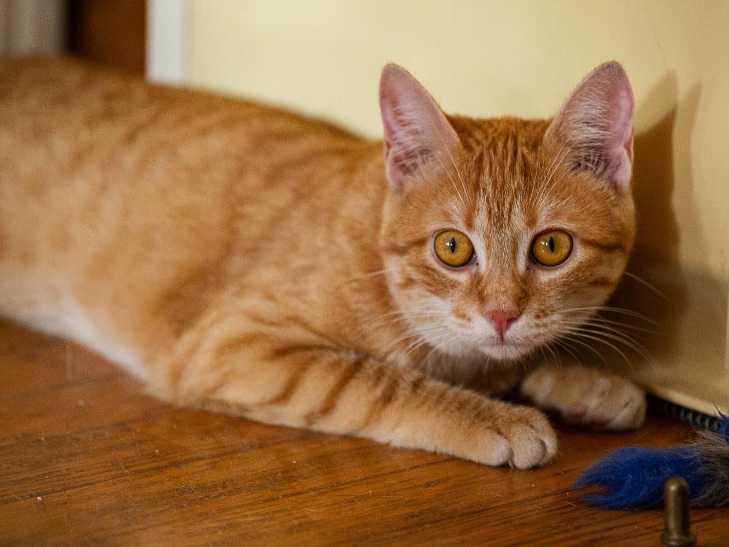 Adozione gatto, femmina, meticcio, 2 anni e 3 mesi, taglia non valida, Roma