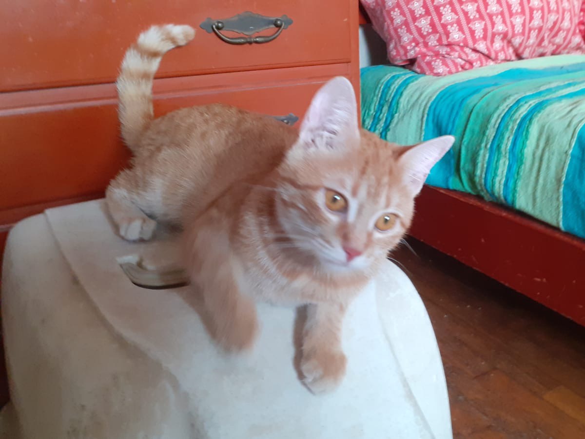 Adotta un gatto, taglia non valida, femmina, Roma