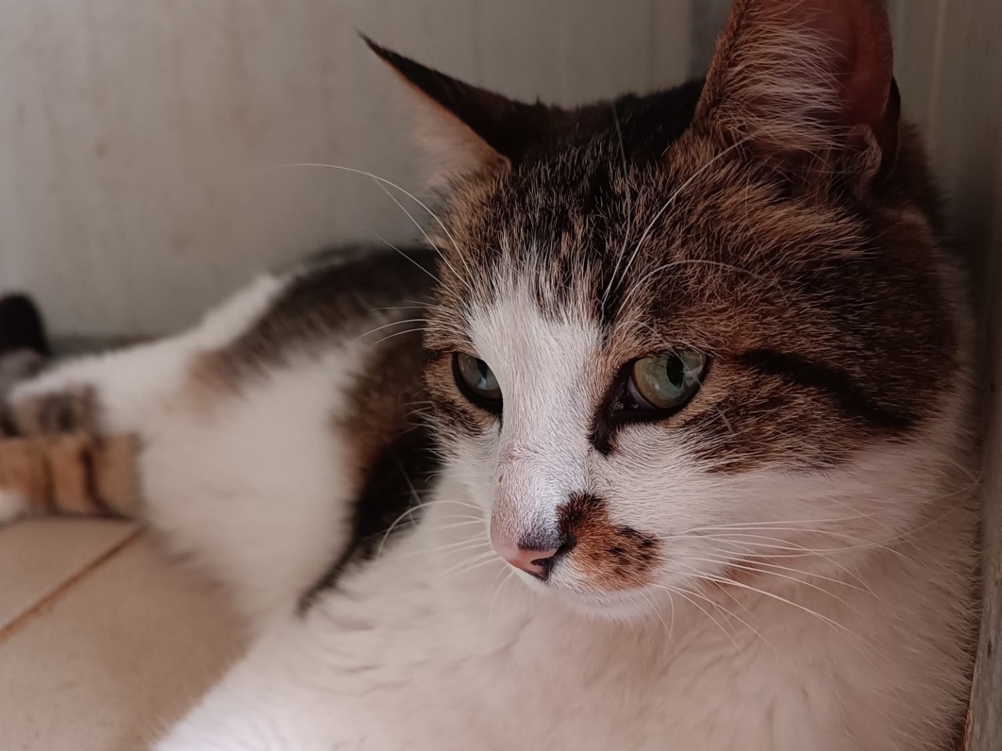 Adozione gatto, maschio, meticcio, 6 anni e 4 mesi, taglia non valida, Roma