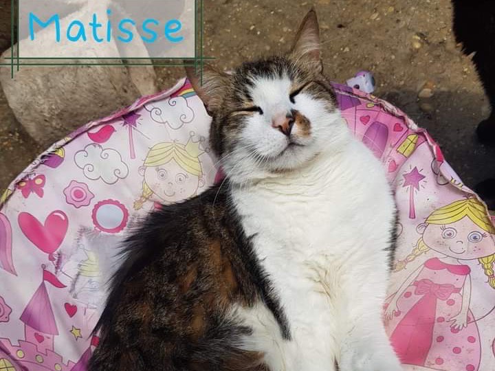 Adotta un gatto, maschio, 6 anni e 4 mesi, Roma
