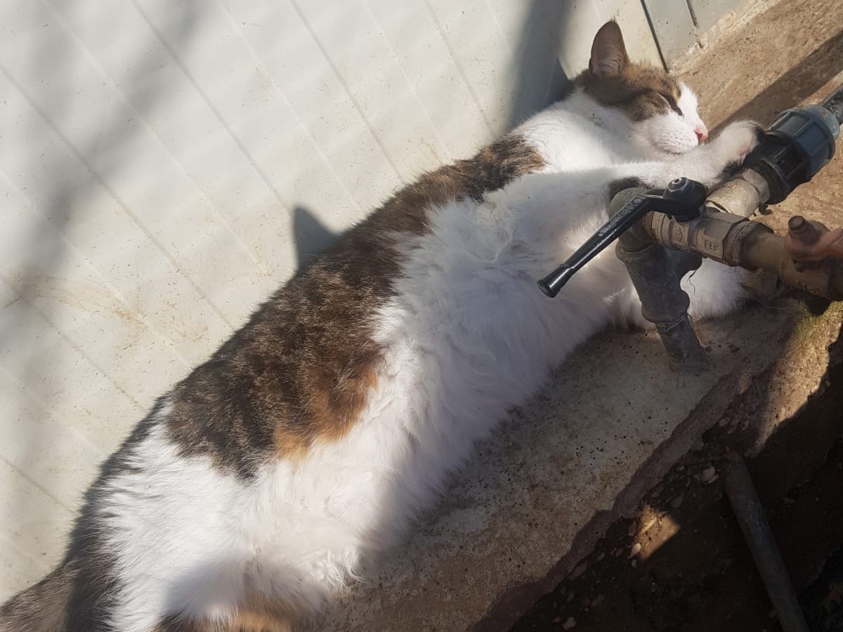 Adotta un gatto, taglia non valida, maschio, Roma