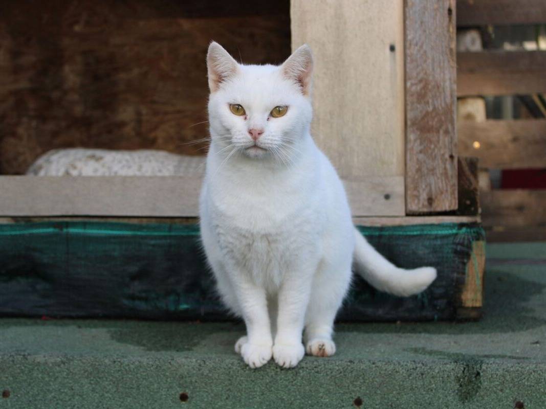 Foto dell'animale
