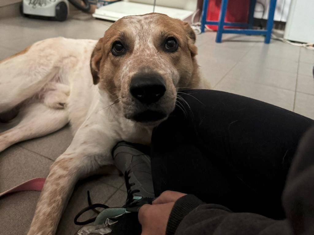 Adozione cane, maschio, meticcio, 6 anni e 3 mesi, taglia grande, Genova