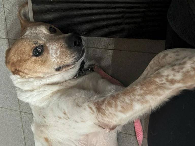 Adotta un cane, maschio, 6 anni e 3 mesi, Genova