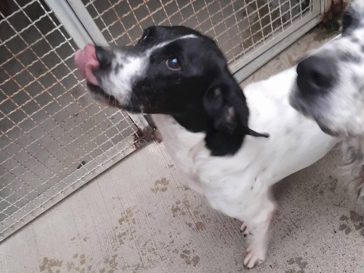 Adotta un cane, taglia media, maschio, Alessandria