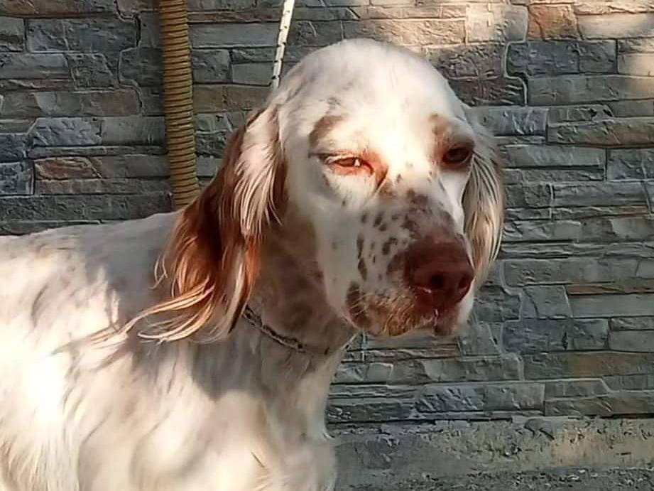 Foto dell'animale