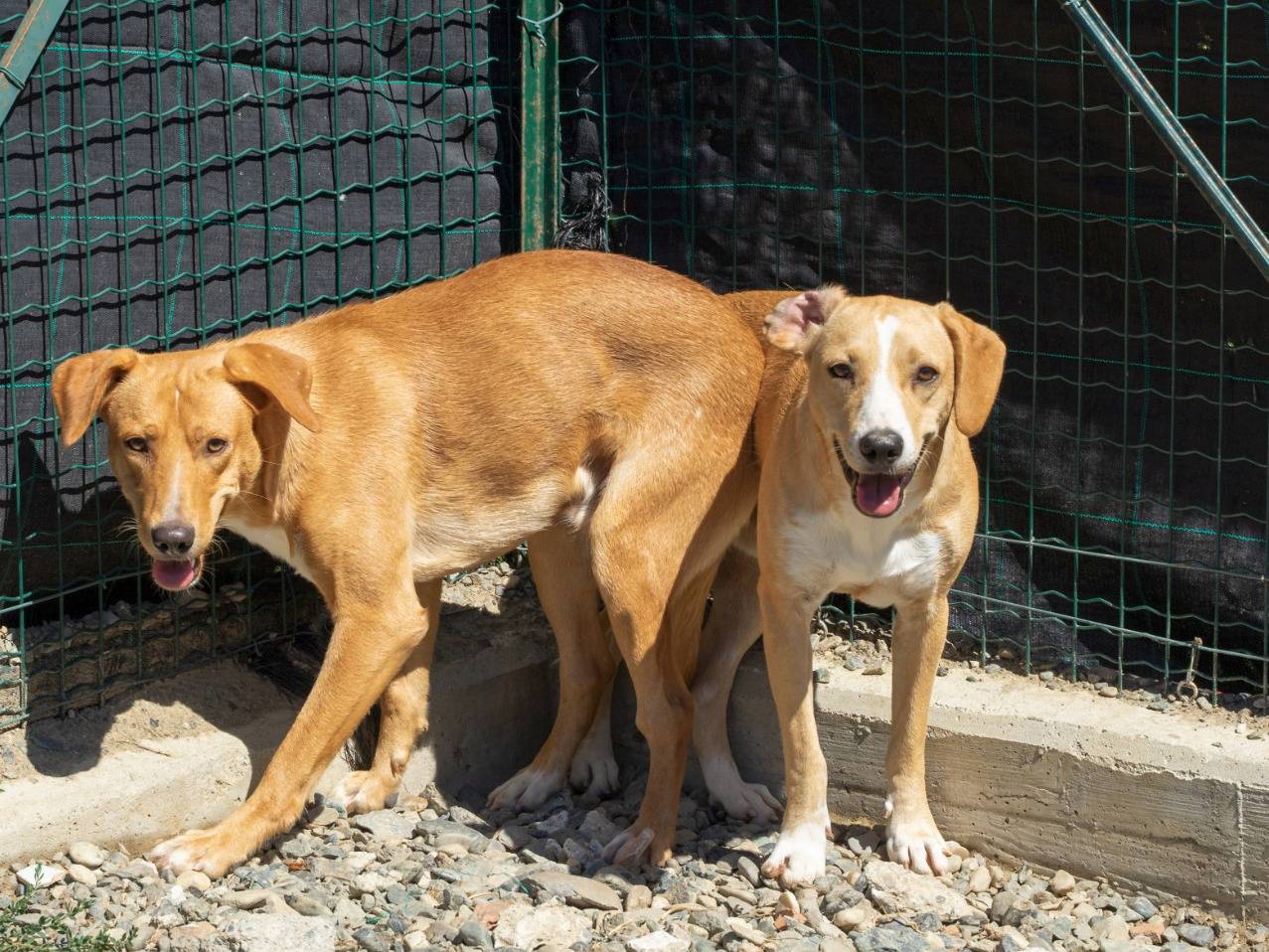 Adotta un cane, maschio, 3 anni  e 5 mesi , Alessandria