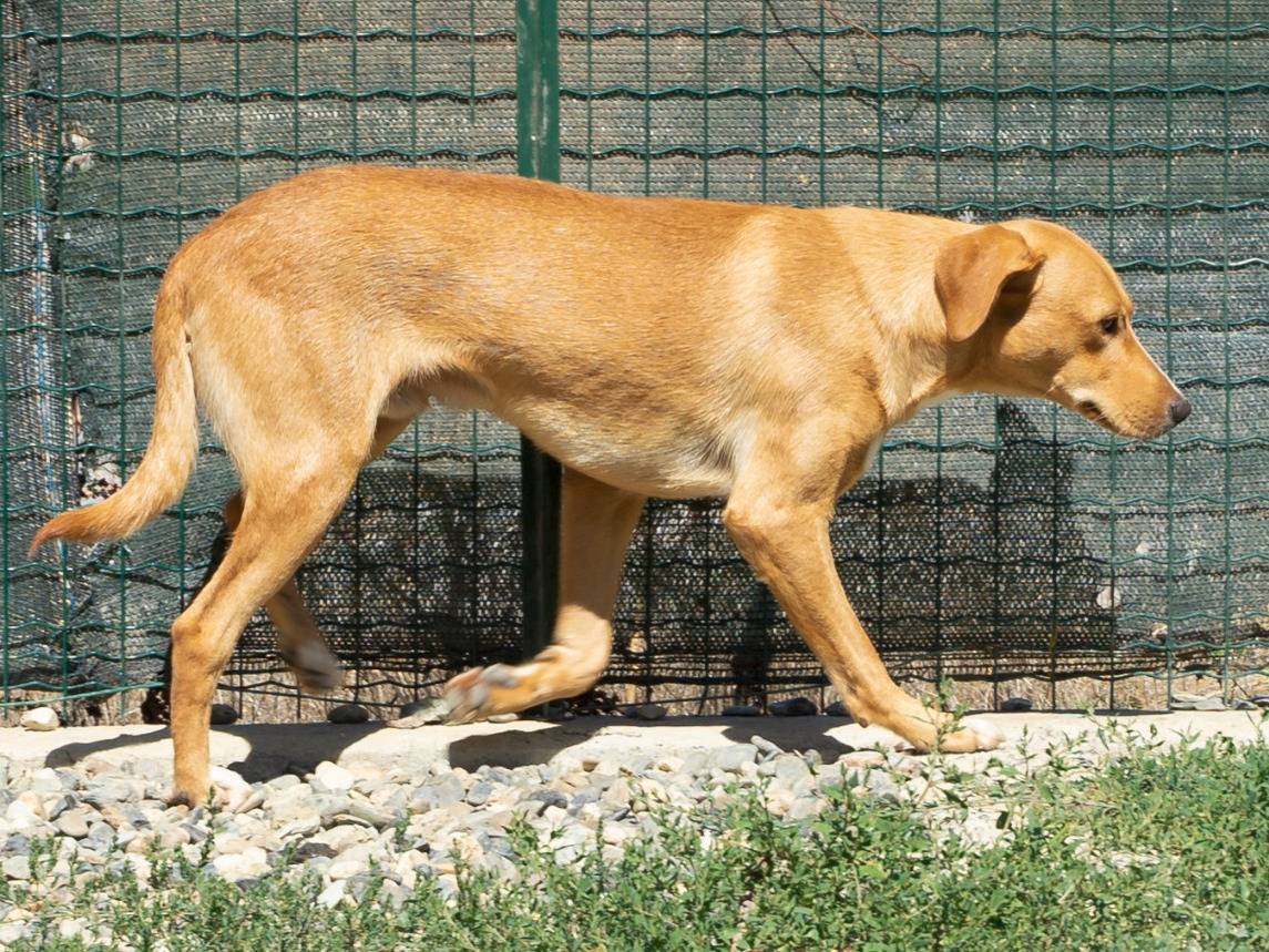 Foto dell'animale