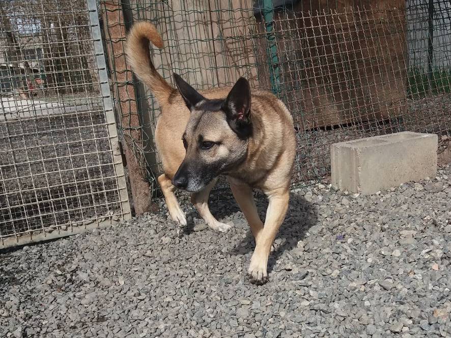 Adotta un cane, taglia media, maschio, Alessandria