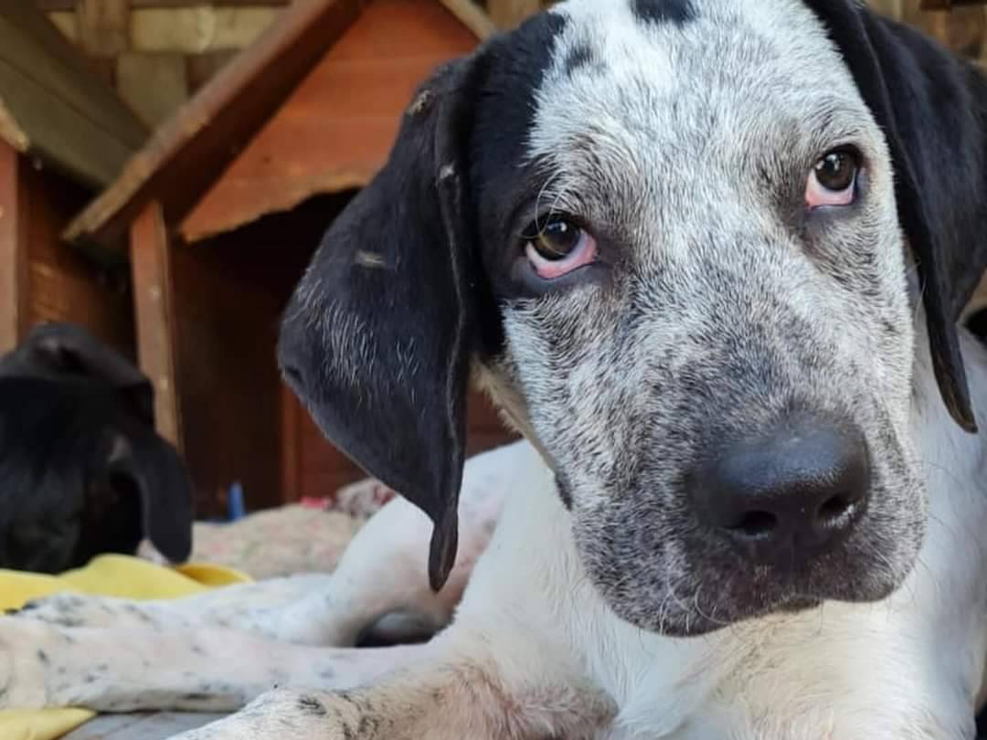 Adotta un cane, femmina, 2 anni  e 1 mese, Frosinone