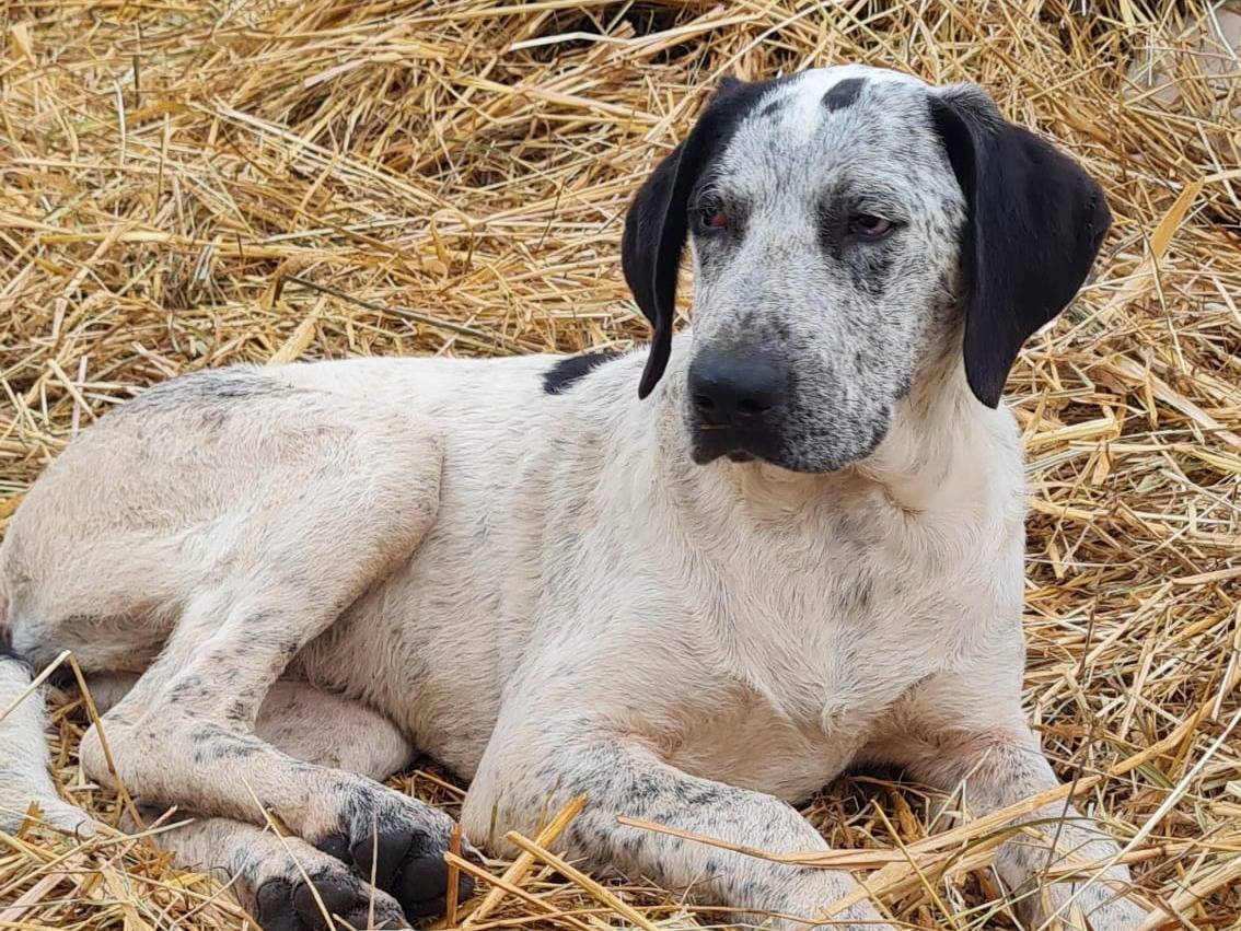 Adotta un cane, taglia media, femmina, Frosinone
