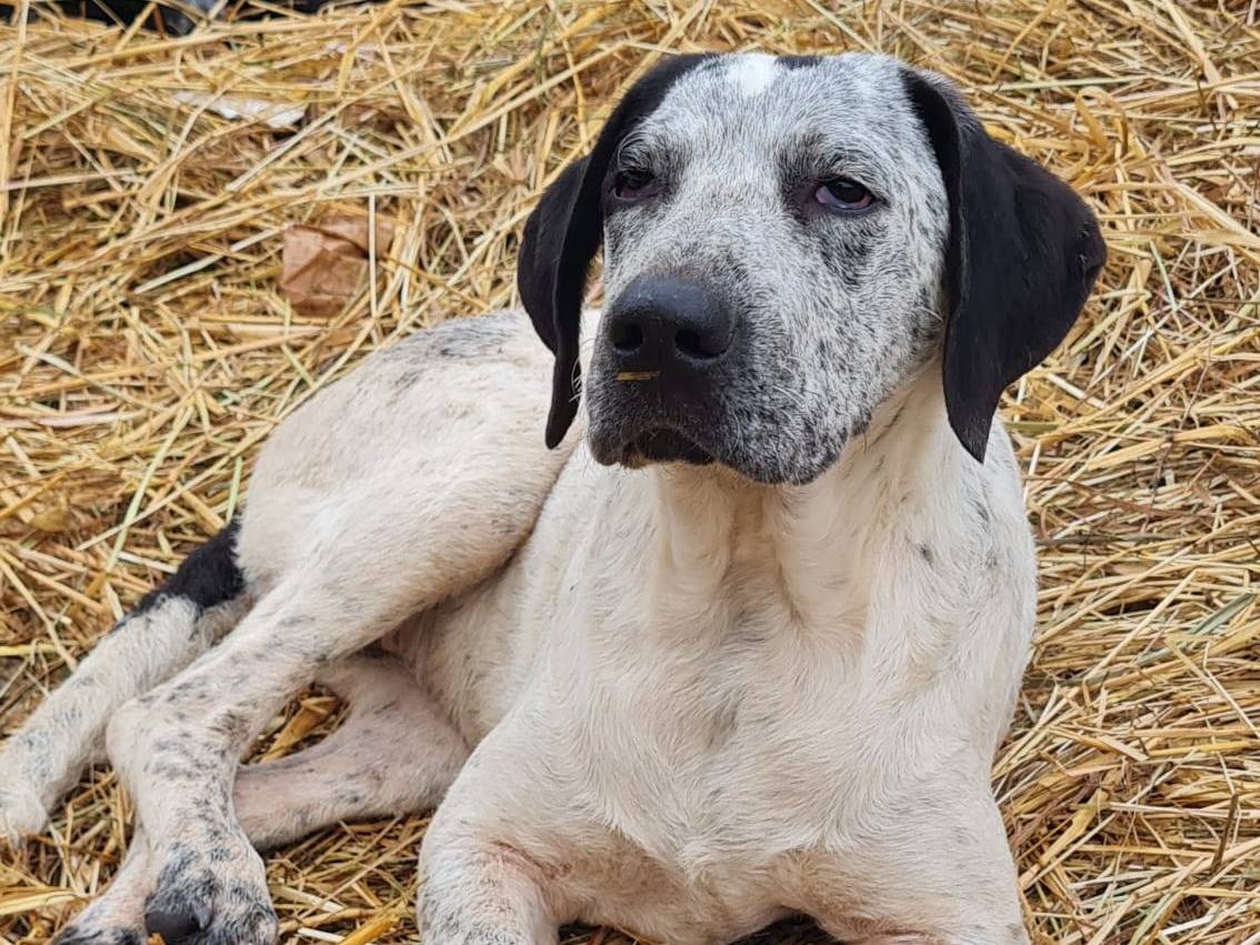 Vuoi adottare un cane a Frosinone?