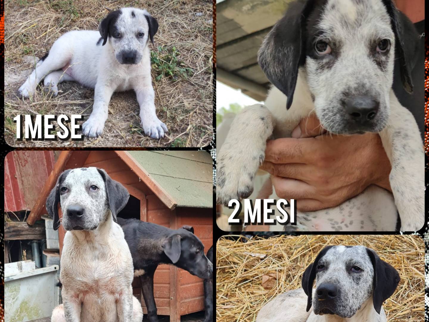 Adotta il cane Atena a Frosinone