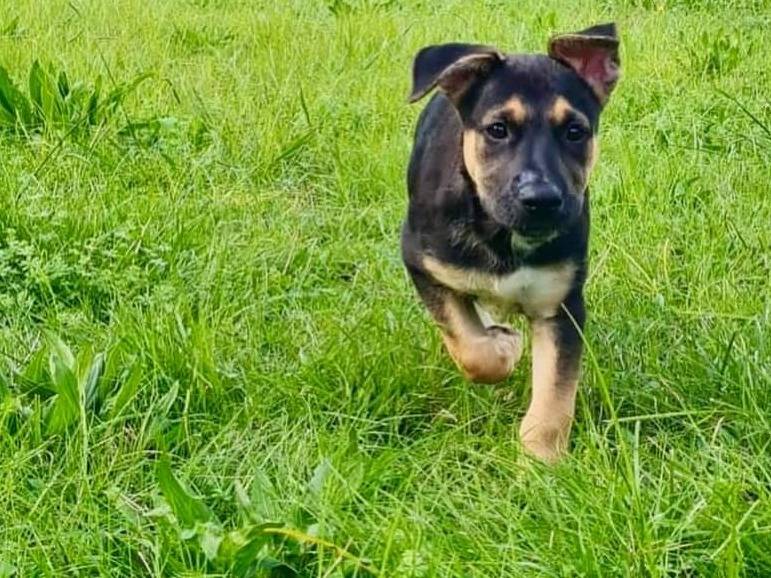 Adotta il cane Maya a Frosinone
