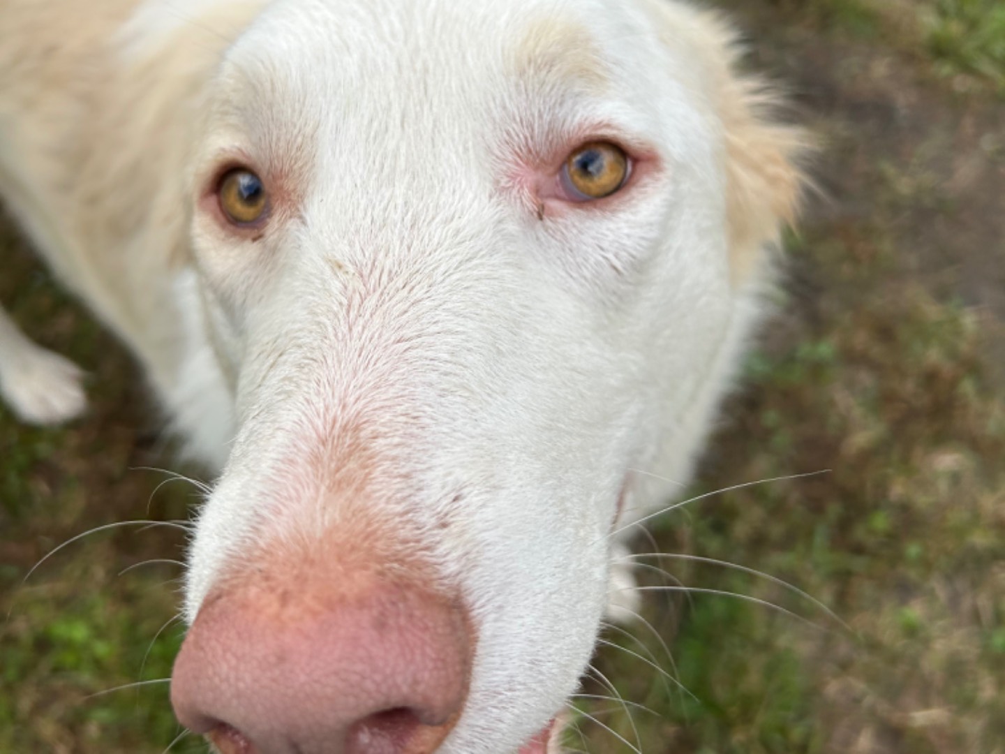 Adozione cane, femmina, Pastore maremmano, 7 anni  e 8 mesi , taglia grande, Pisa