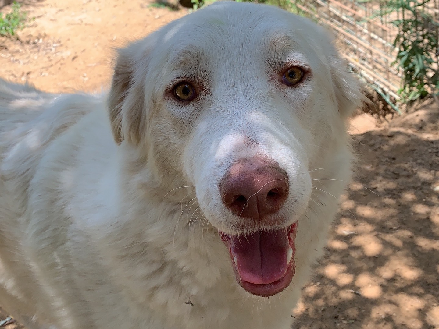 Adotta un cane, taglia grande, femmina, Pisa