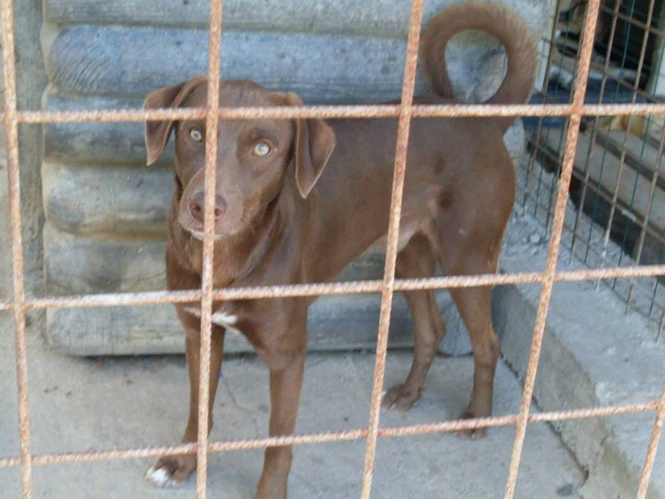 Adotta un cane, taglia media, maschio, Messina