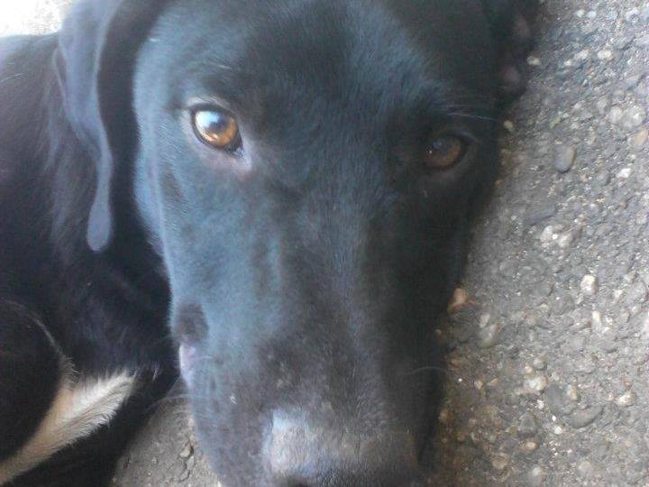 Adotta un cane, maschio, 13 anni  e 4 mesi , Messina