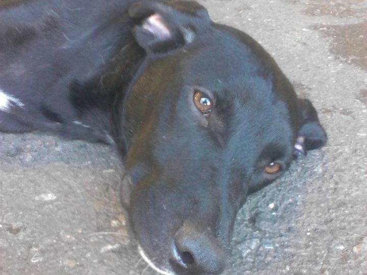 Adotta un cane, taglia media, maschio, Messina