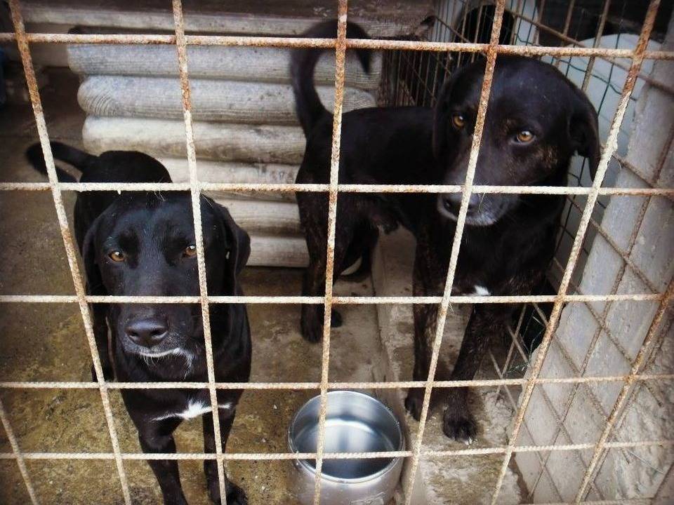 Vuoi adottare un cane a Messina?