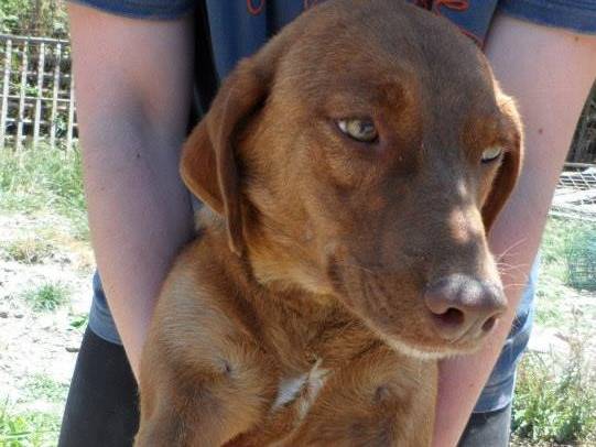 Adotta un cane, taglia media, femmina, Messina