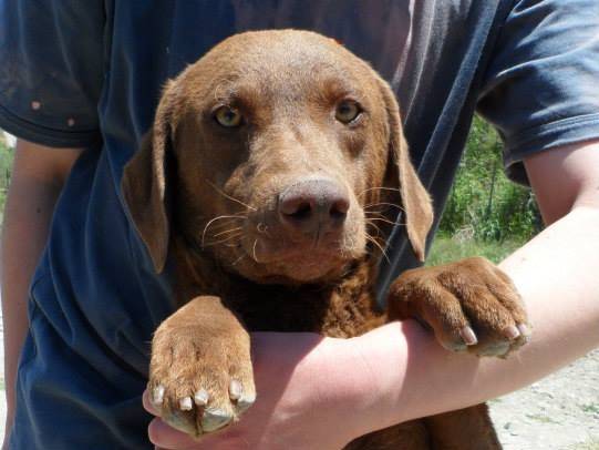 Vuoi adottare un cane a Messina?