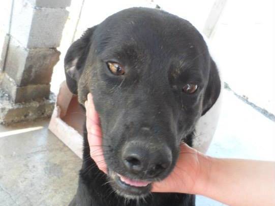 Adotta un cane, maschio, 13 anni  e 3 mesi , Messina