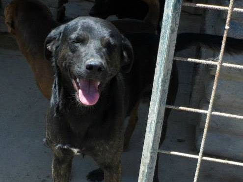Adotta un cane, taglia media, maschio, Messina