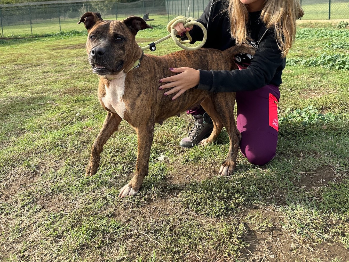 Adozione cane, femmina, meticcio, 11 anni  e 9 mesi , taglia media, Roma