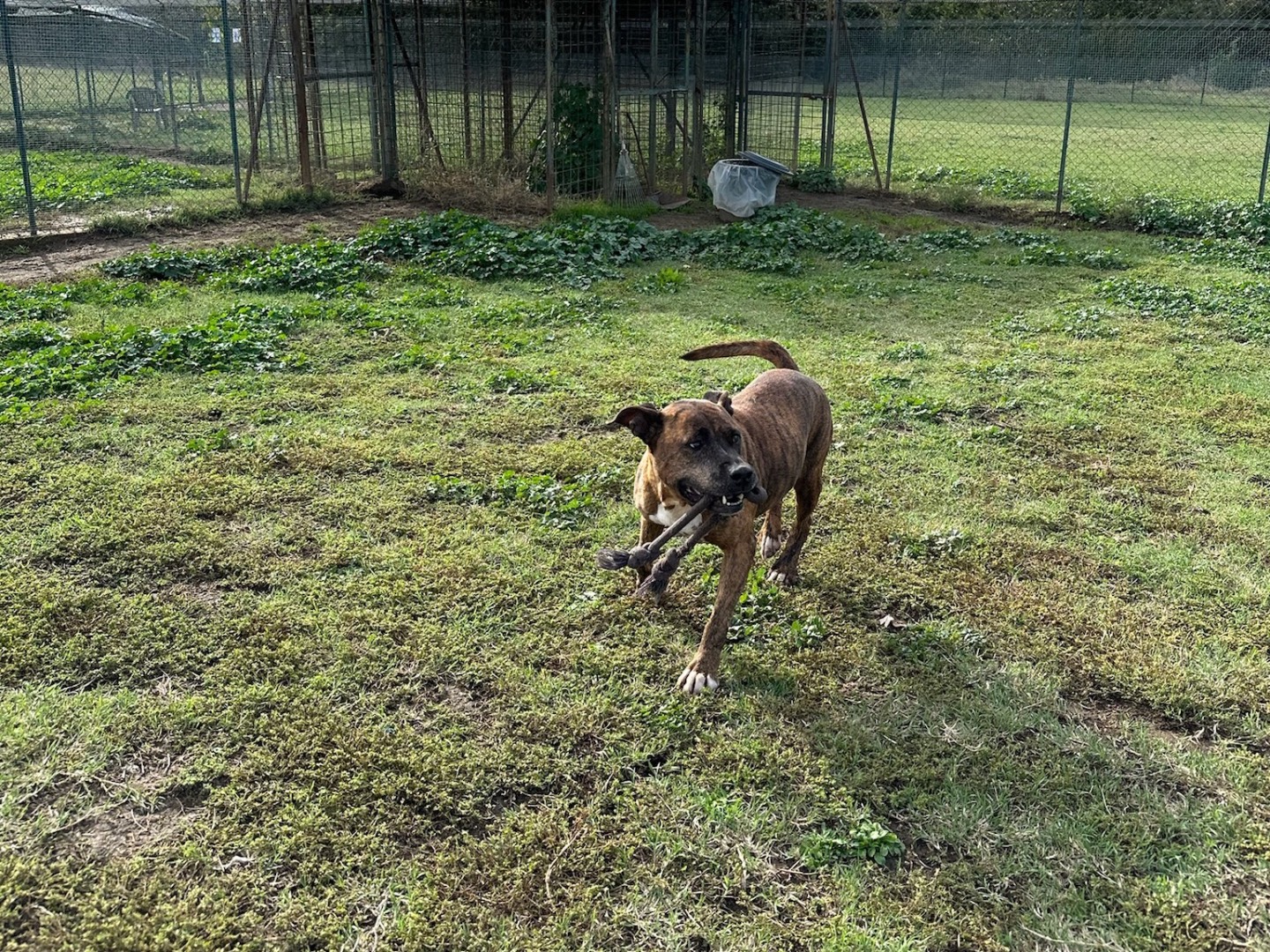 Vuoi adottare un cane a Roma?