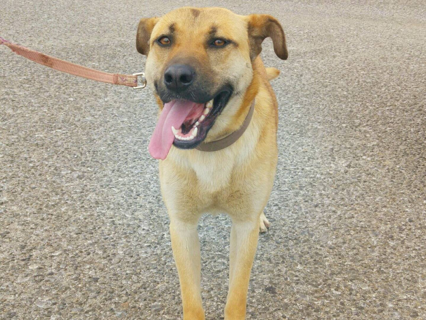 Adotta un cane, taglia media, femmina, Messina