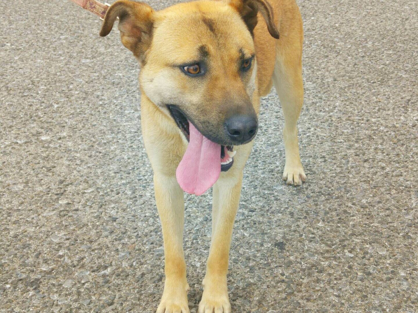 Vuoi adottare un cane a Messina?