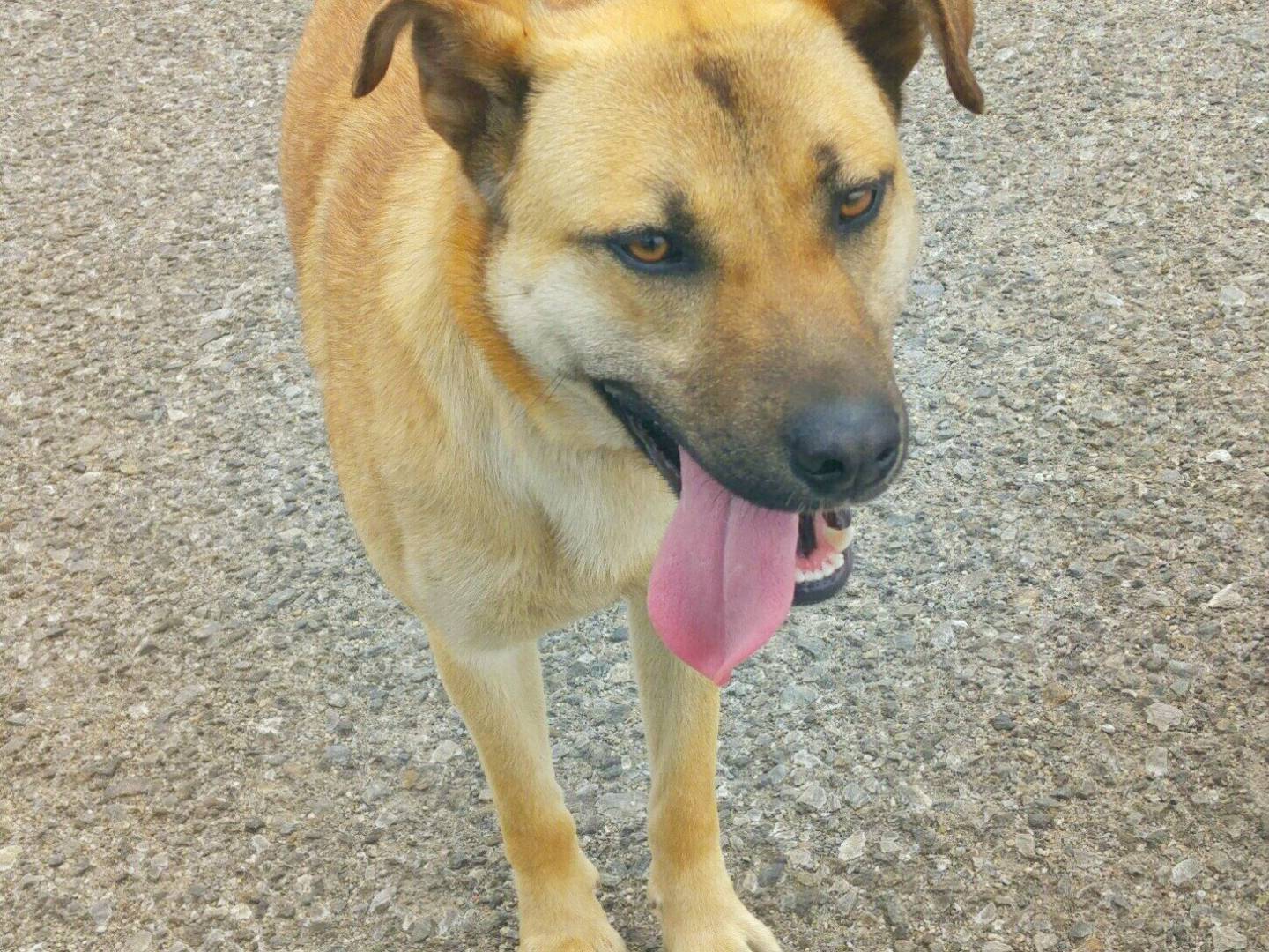 Adotta il cane Ambra a Messina